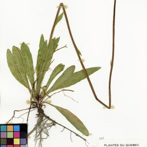 Épervière des prés