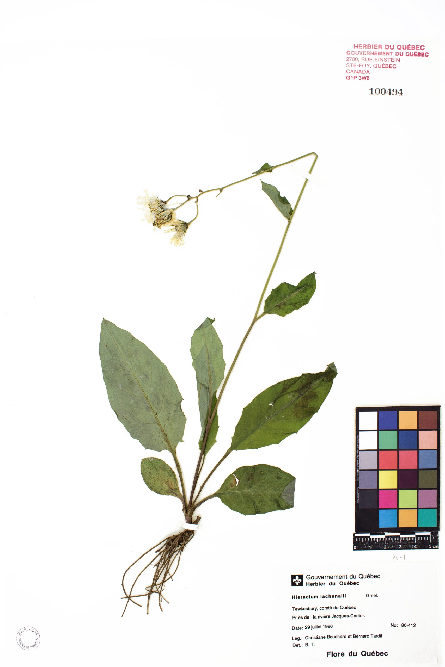 Épervière vulgaire