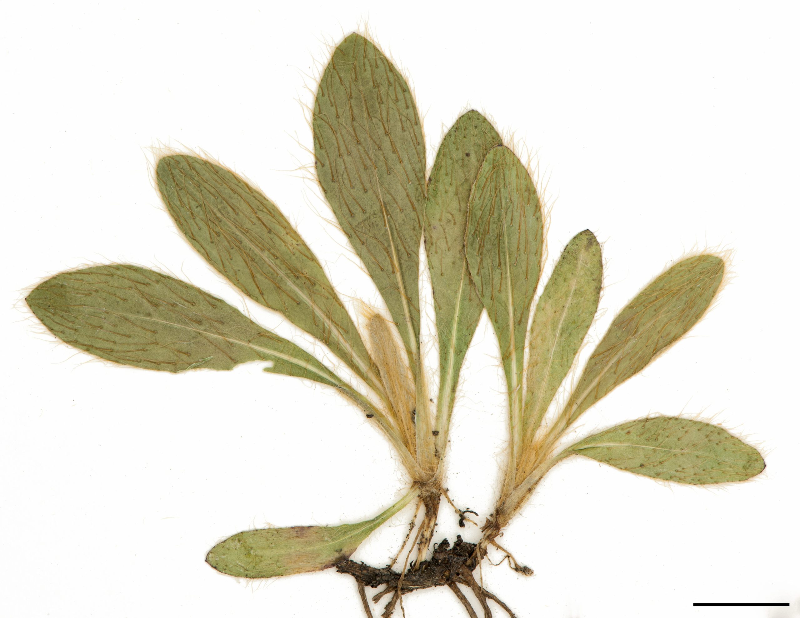 Plante entièrement pubescente.