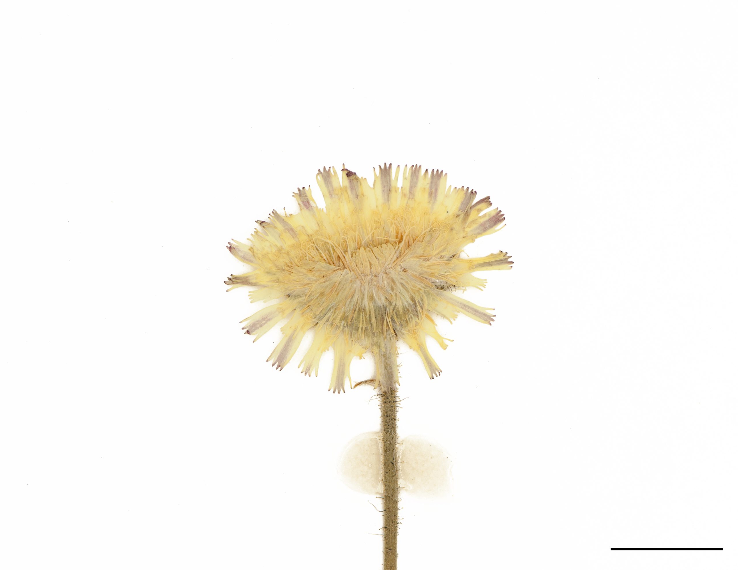 Fleurs réunies en un seul capitule jaune au sommet de la tige.