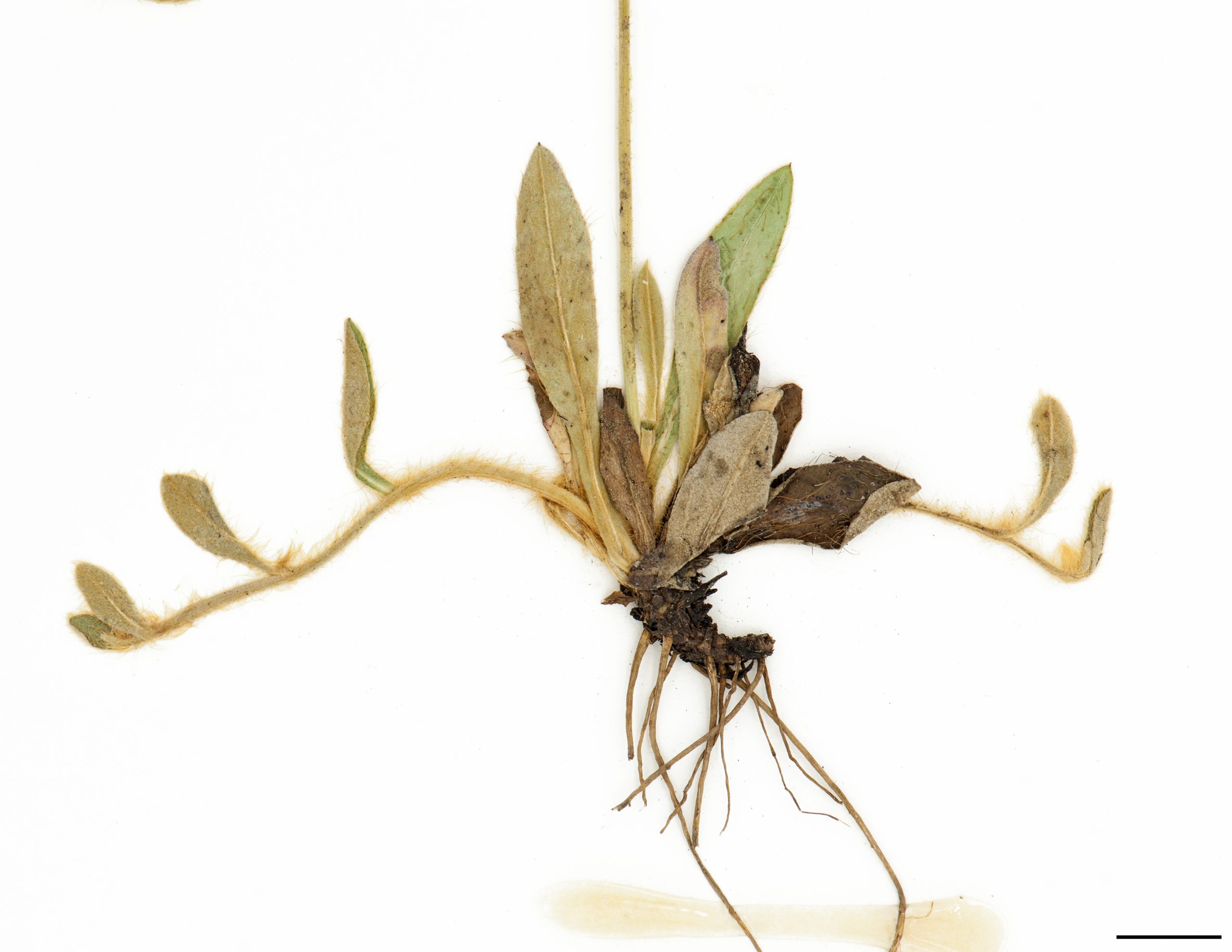 Plante fortement stolonifère.