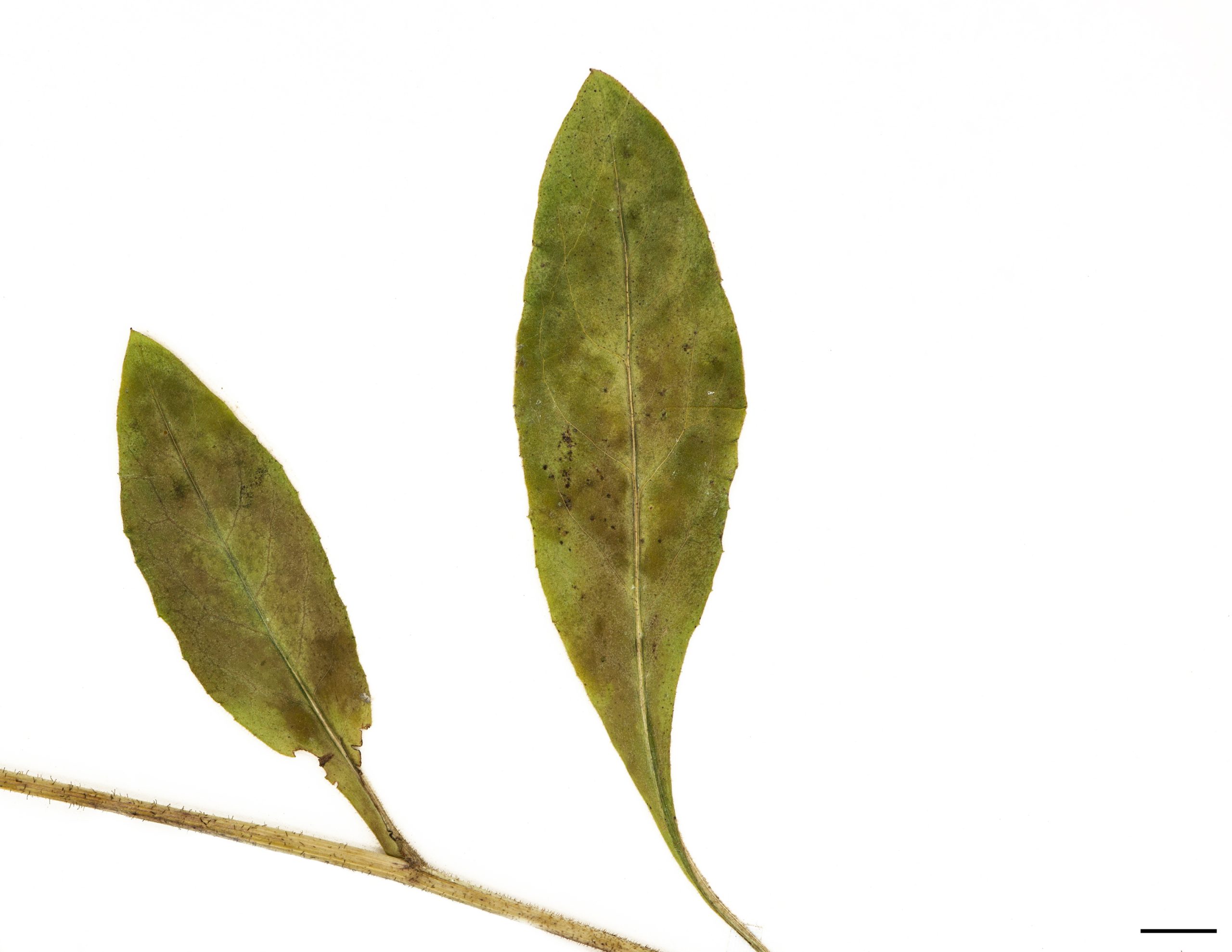 Feuilles basilaires peu nombreuses, oblongues à elliptiques, peu dentées.