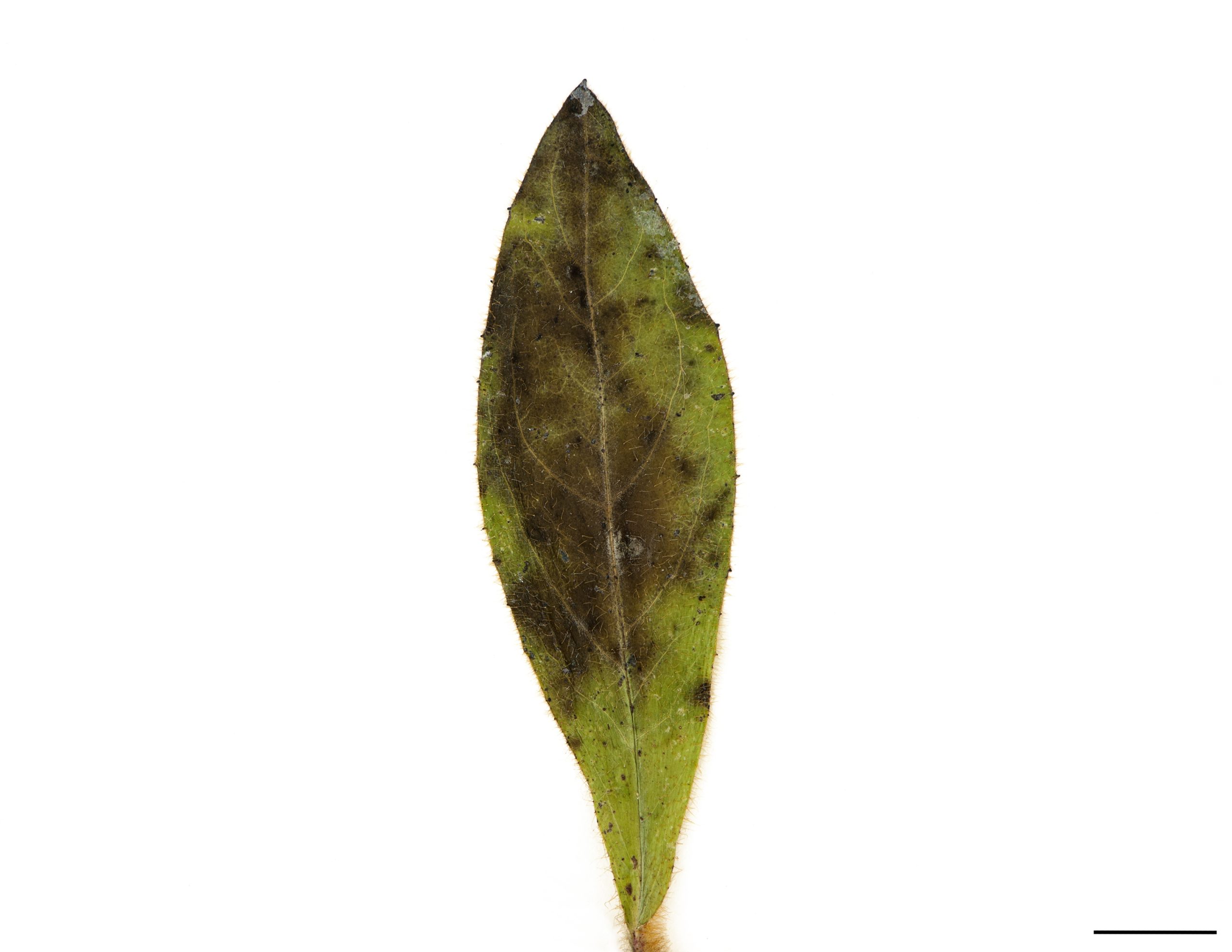 Feuilles caulinaires nombreuses, oblongues-spatulées, plus ou moins dentées, nettement velues.