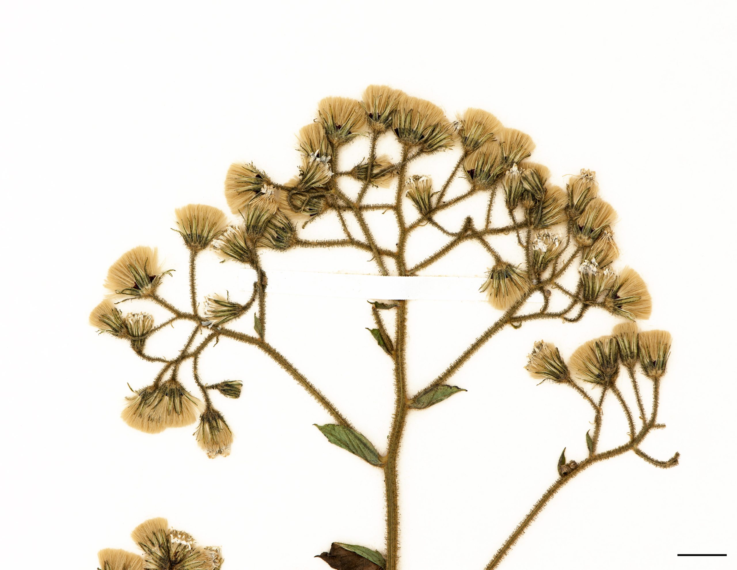 Fleurs jaunes réunies en capitules corymbiformes, involucre glanduleux.