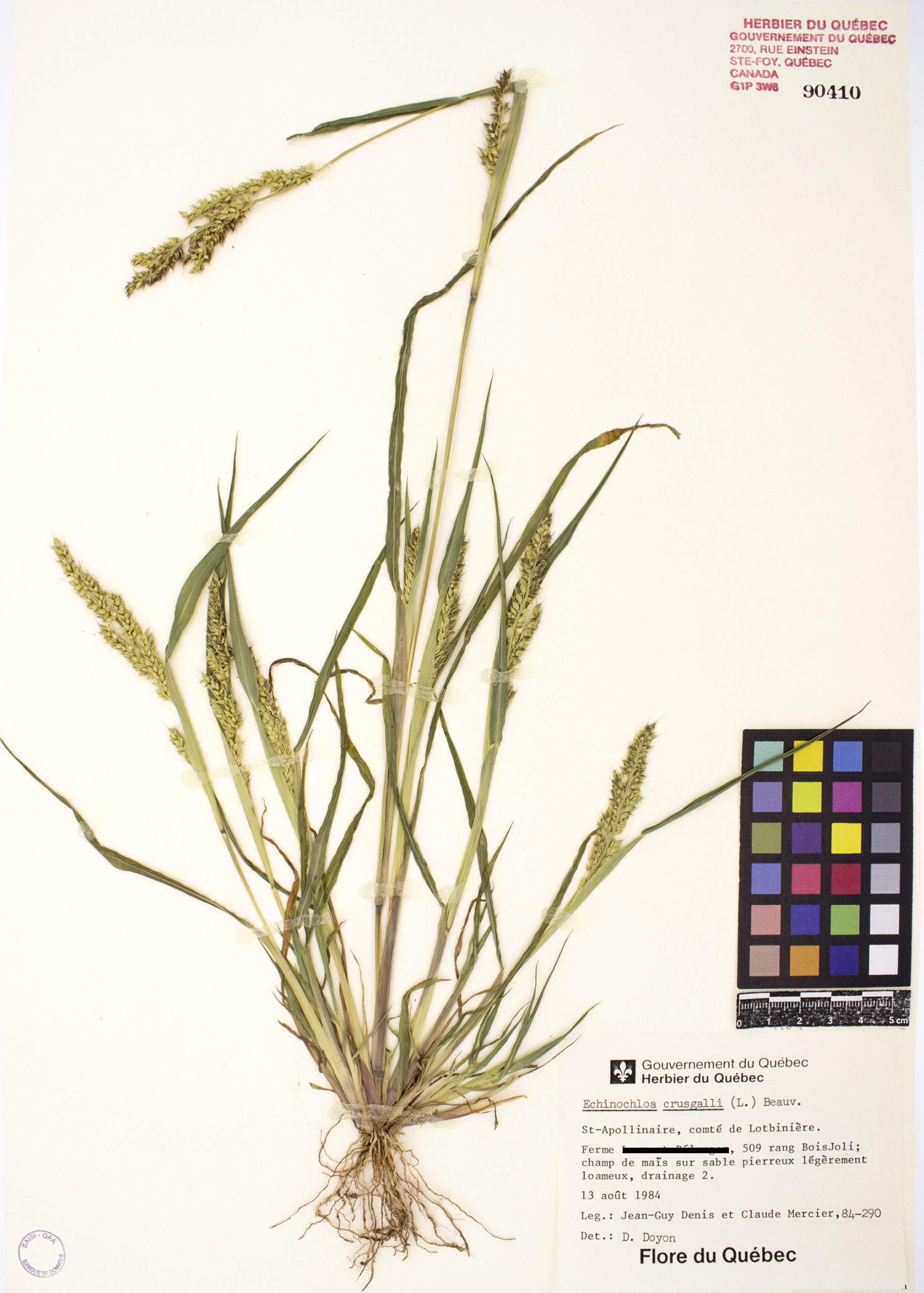 Échinochloa pied-de-coq