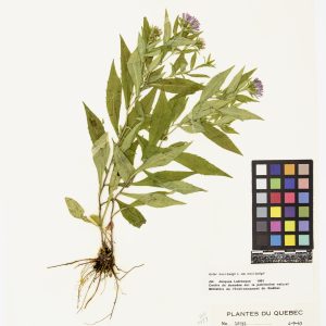 Aster de New York