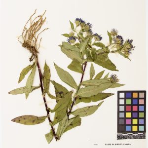 Aster ponceau