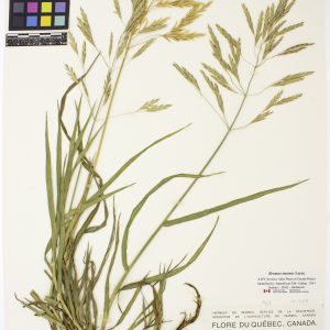 Brome inerme