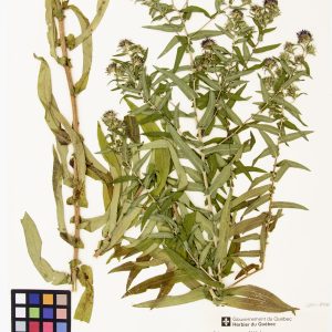 Aster de Nouvelle-Angleterre