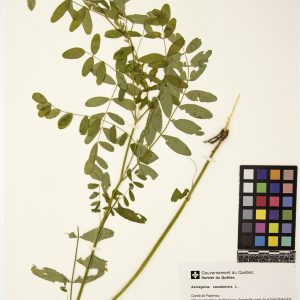 Astragale du Canada