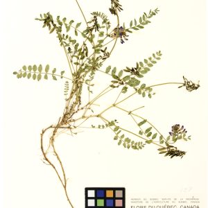 Astragale alpin