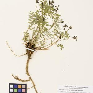 Astragale élégant