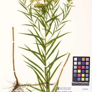 Verge d'or à feuilles de graminée