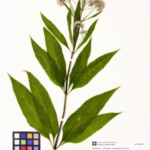 Eupatoire maculée