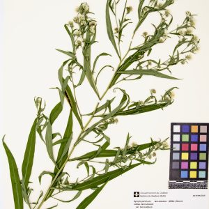 Aster lancéolé
