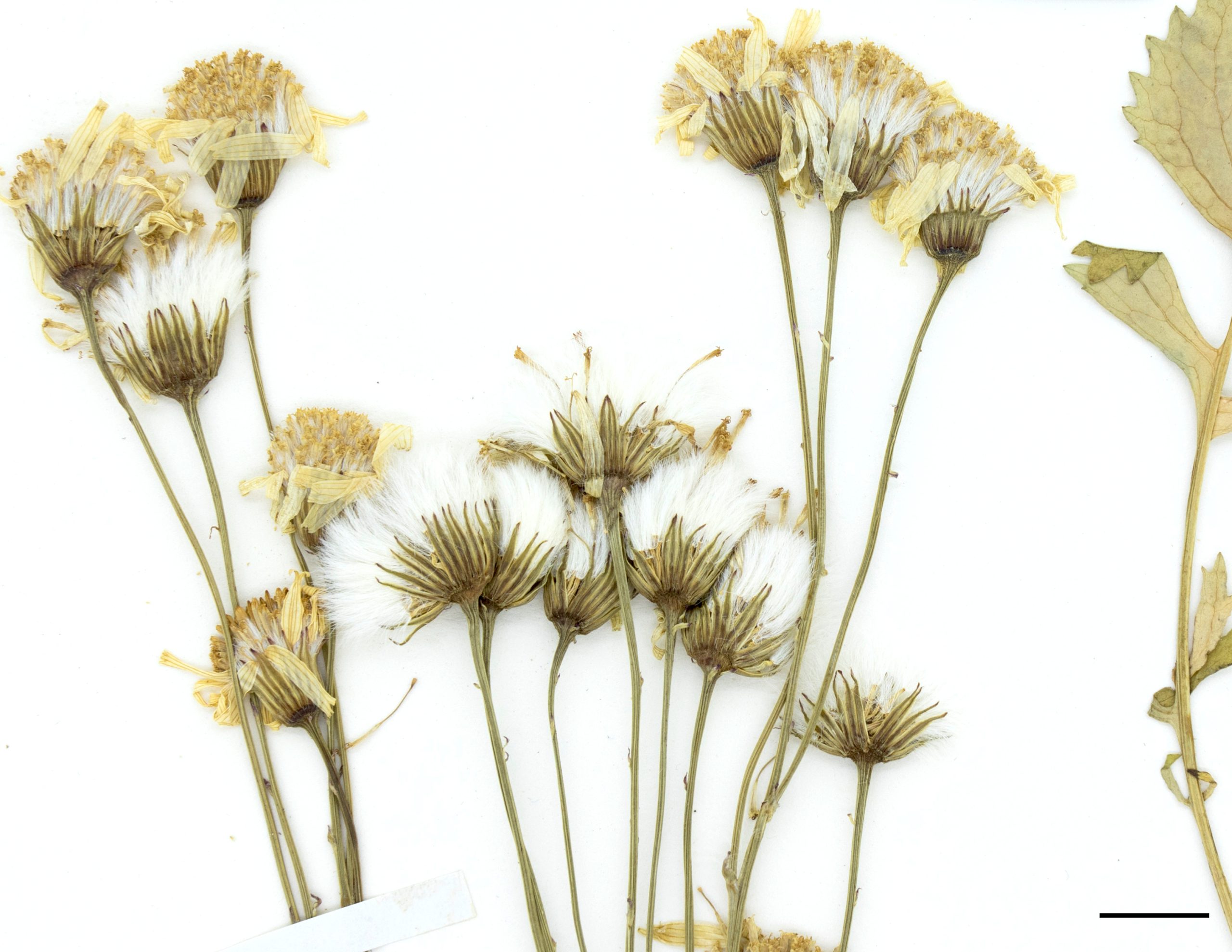 Inflorescence corymbiforme qui contient de 6 à plus de 20 fleurs