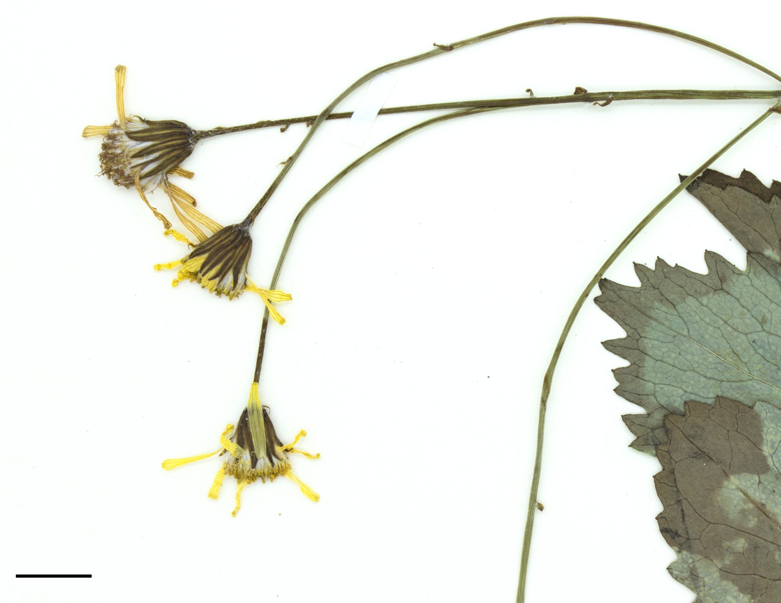Fleurs jaunes composées de fleurons tubulés au centre et ligulés à l’extérieur