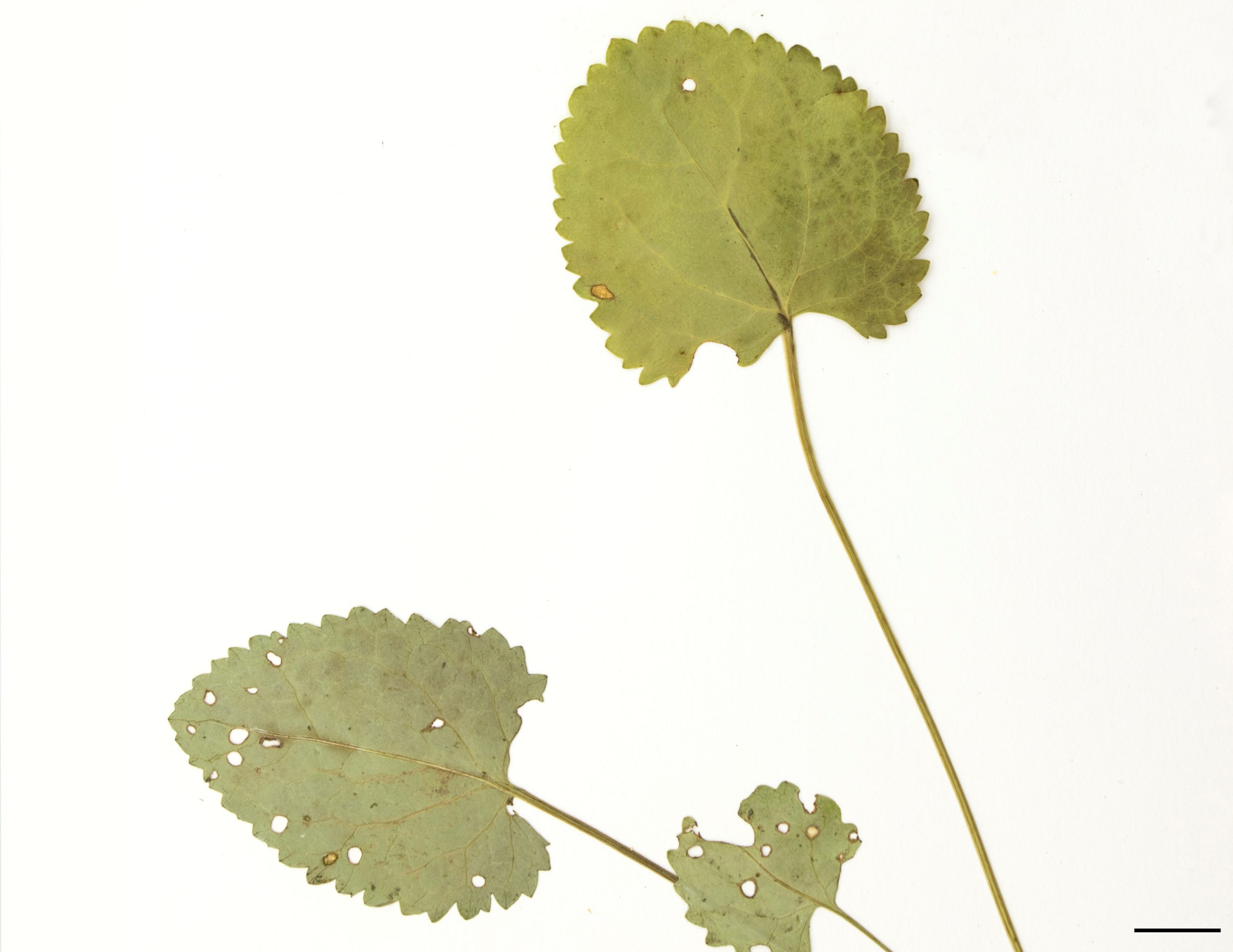 Feuilles basilaires grandes, profondément cordées à la base, dentées et longuement pétiolées