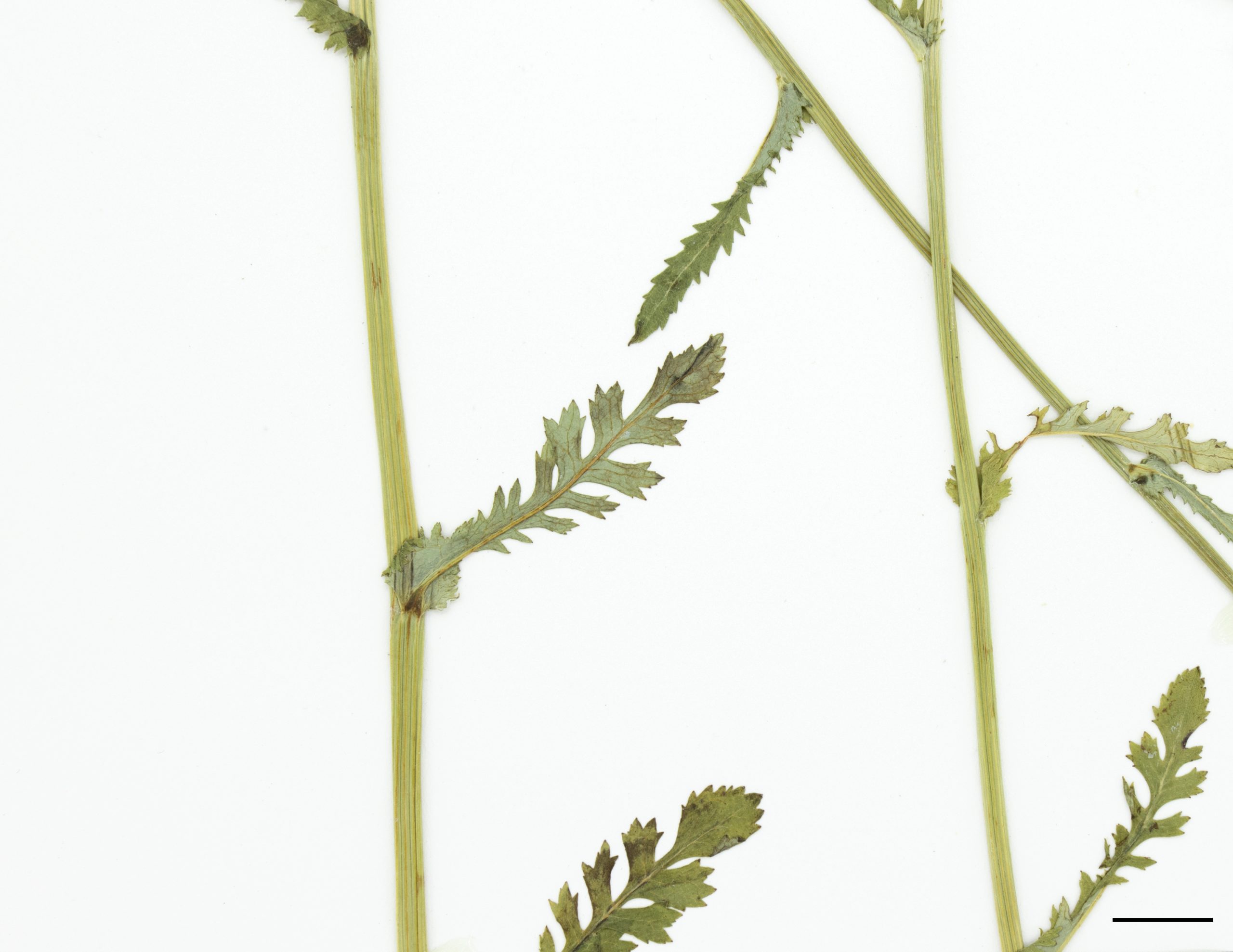 Feuilles caulinaires profondément découpées, allongées, à marge dentée