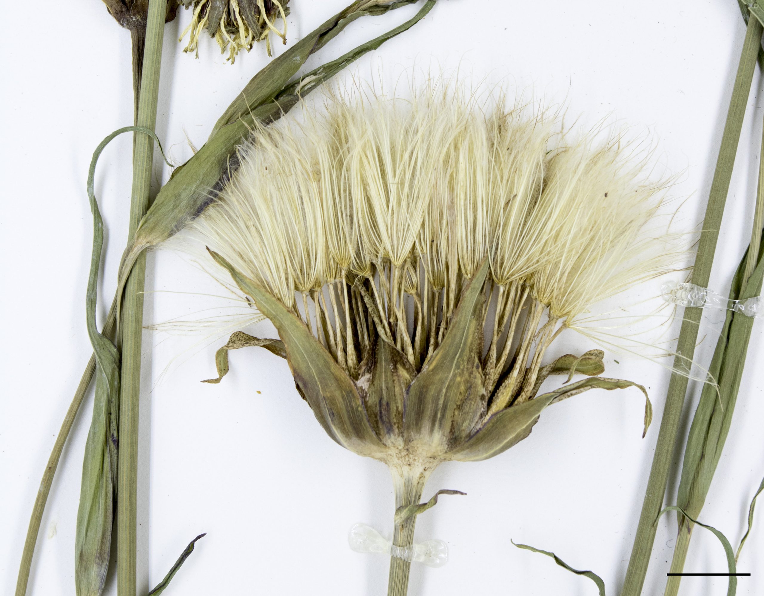 Infrutescence composée d’akènes surmontés d’une aigrette plumeuse