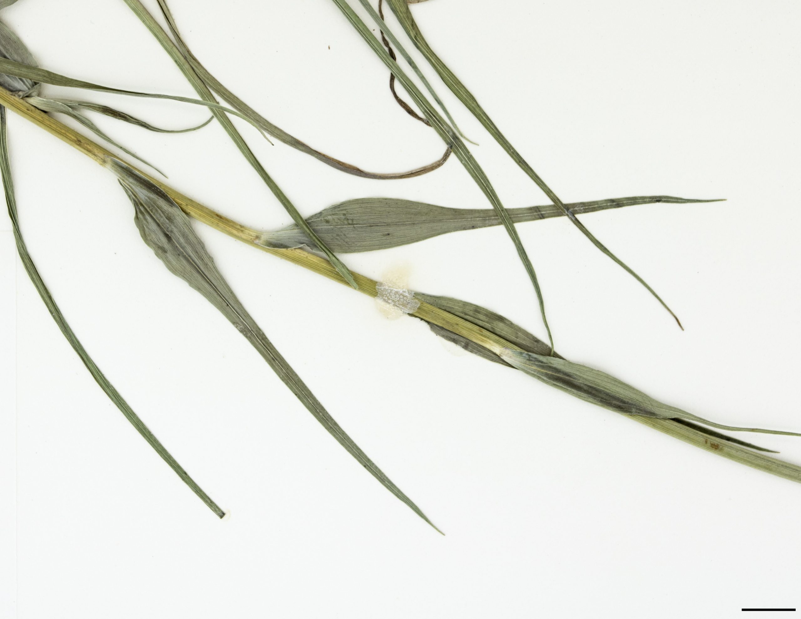 Feuilles linéaires à nervures parallèles et à extrémité pointue