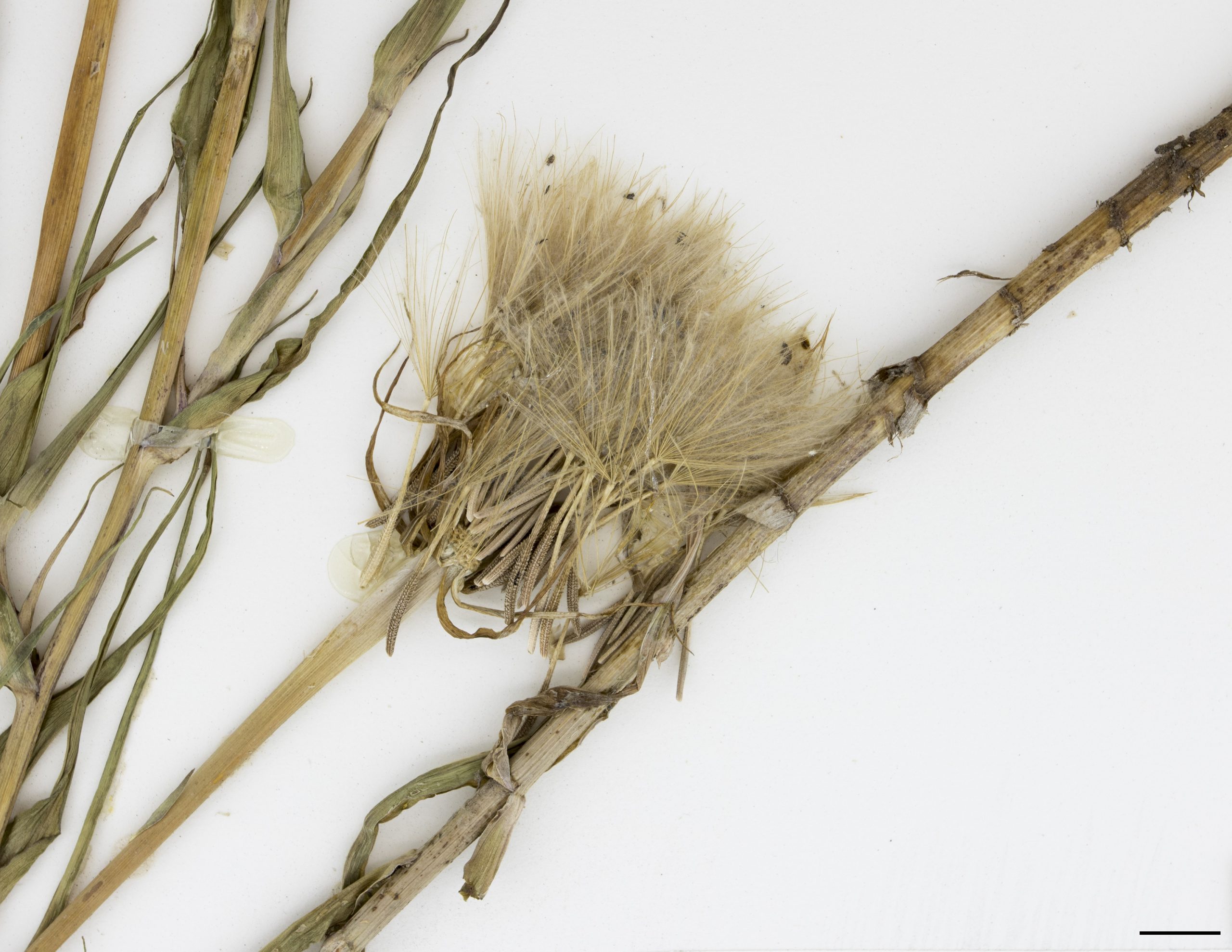 Infrutescence composée d’akènes surmontés d’une aigrette plumeuse