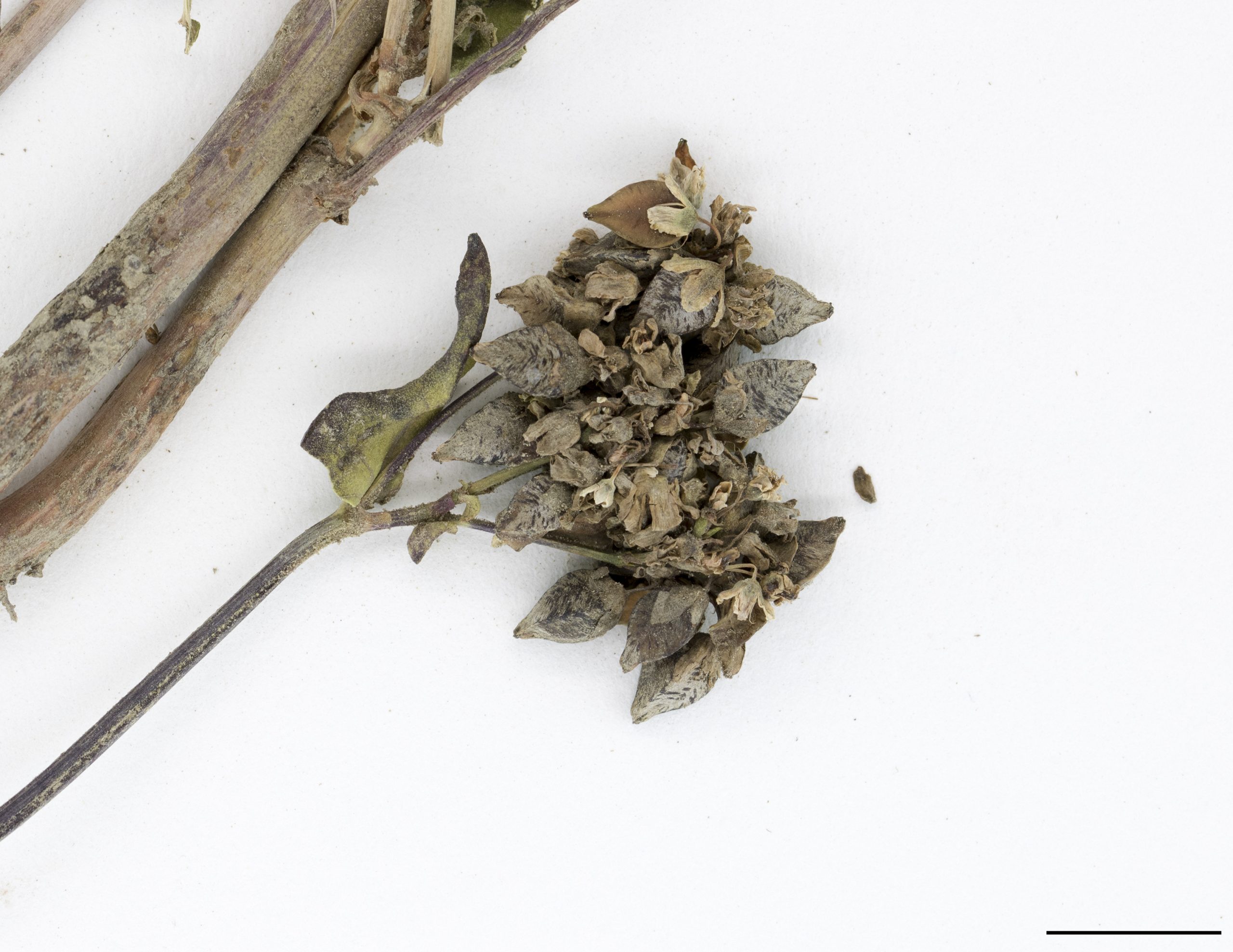 Le fruit est un akène trigone noir ou brun foncé