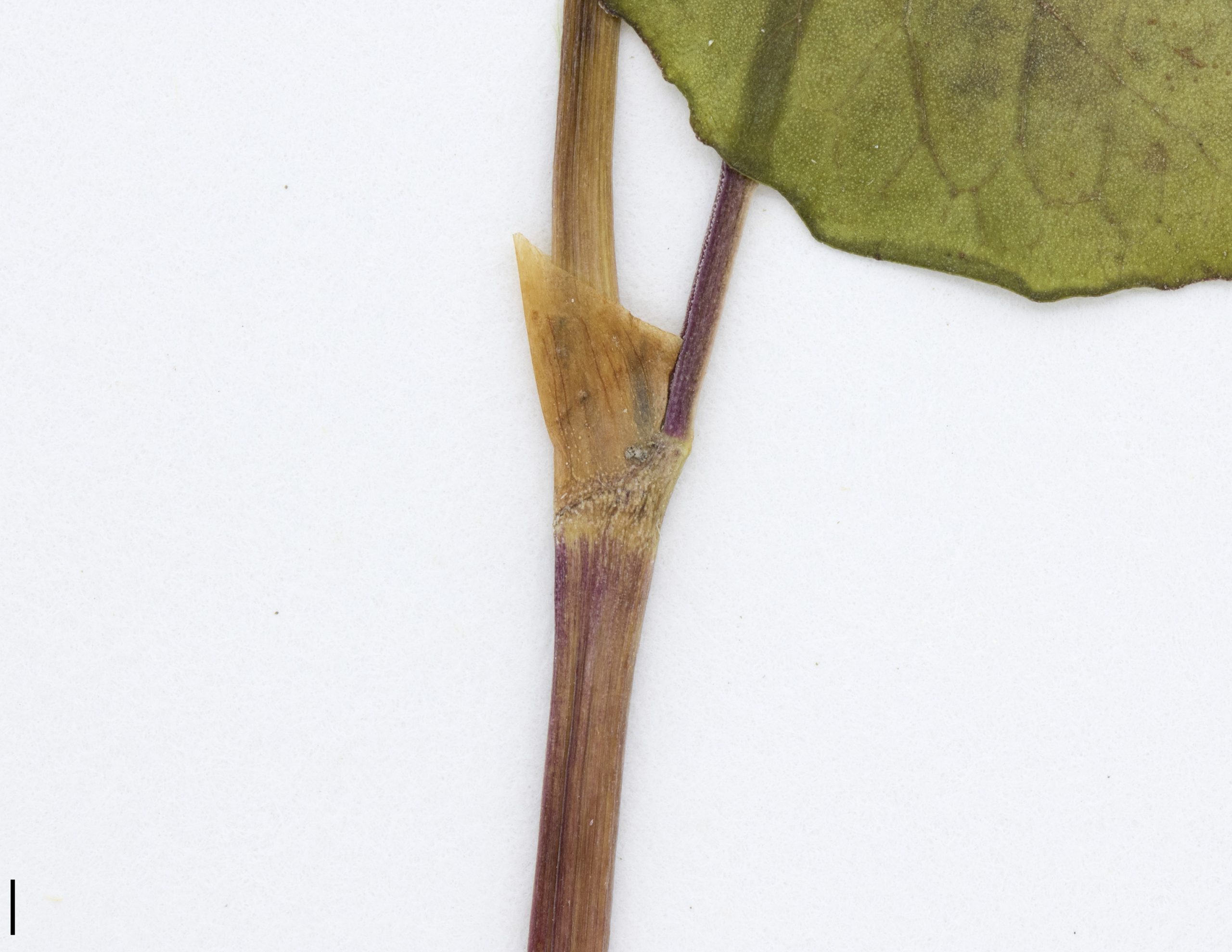 Ochréa brunâtre, à marge tronquée