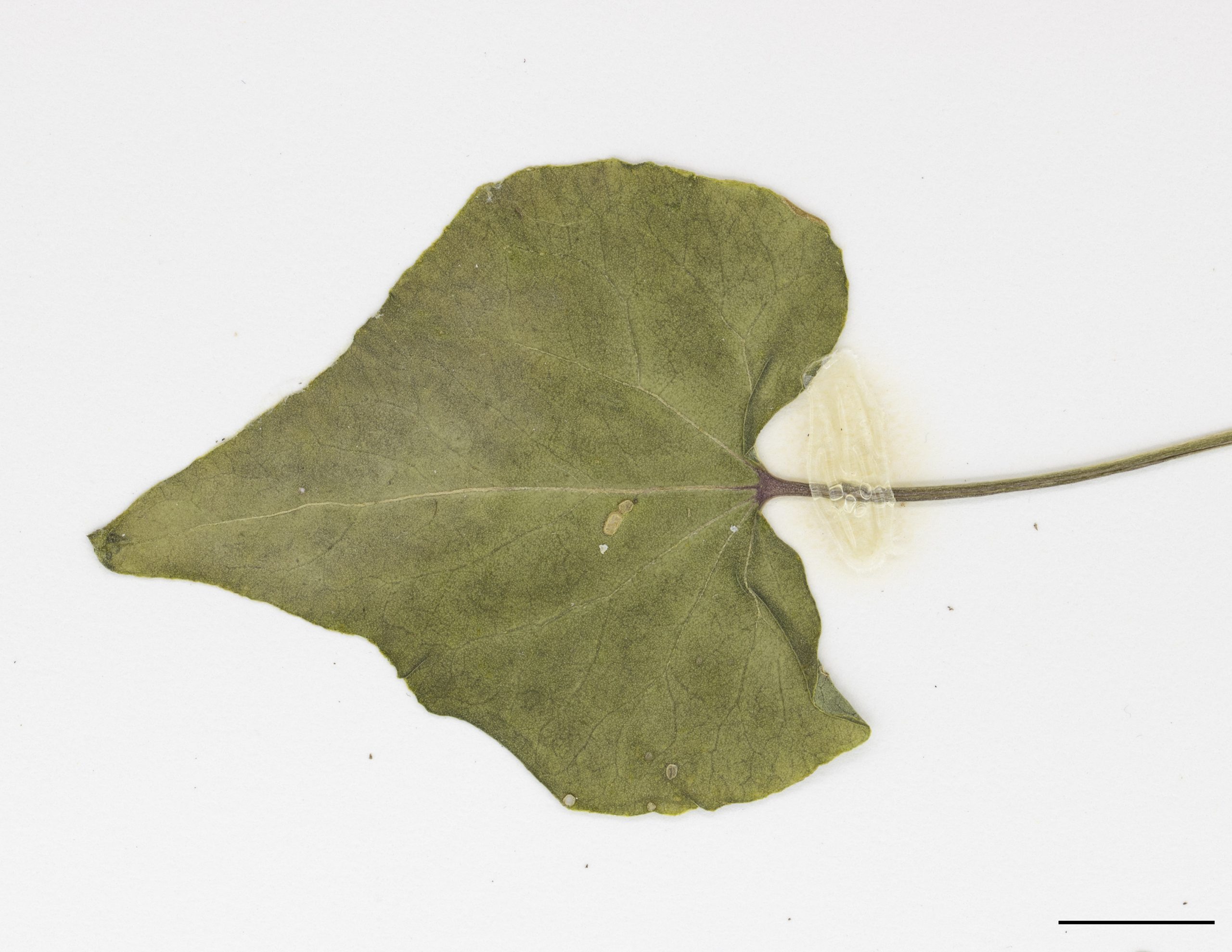 Feuilles de forme triangulaire prolongée en 2 lobes à la base