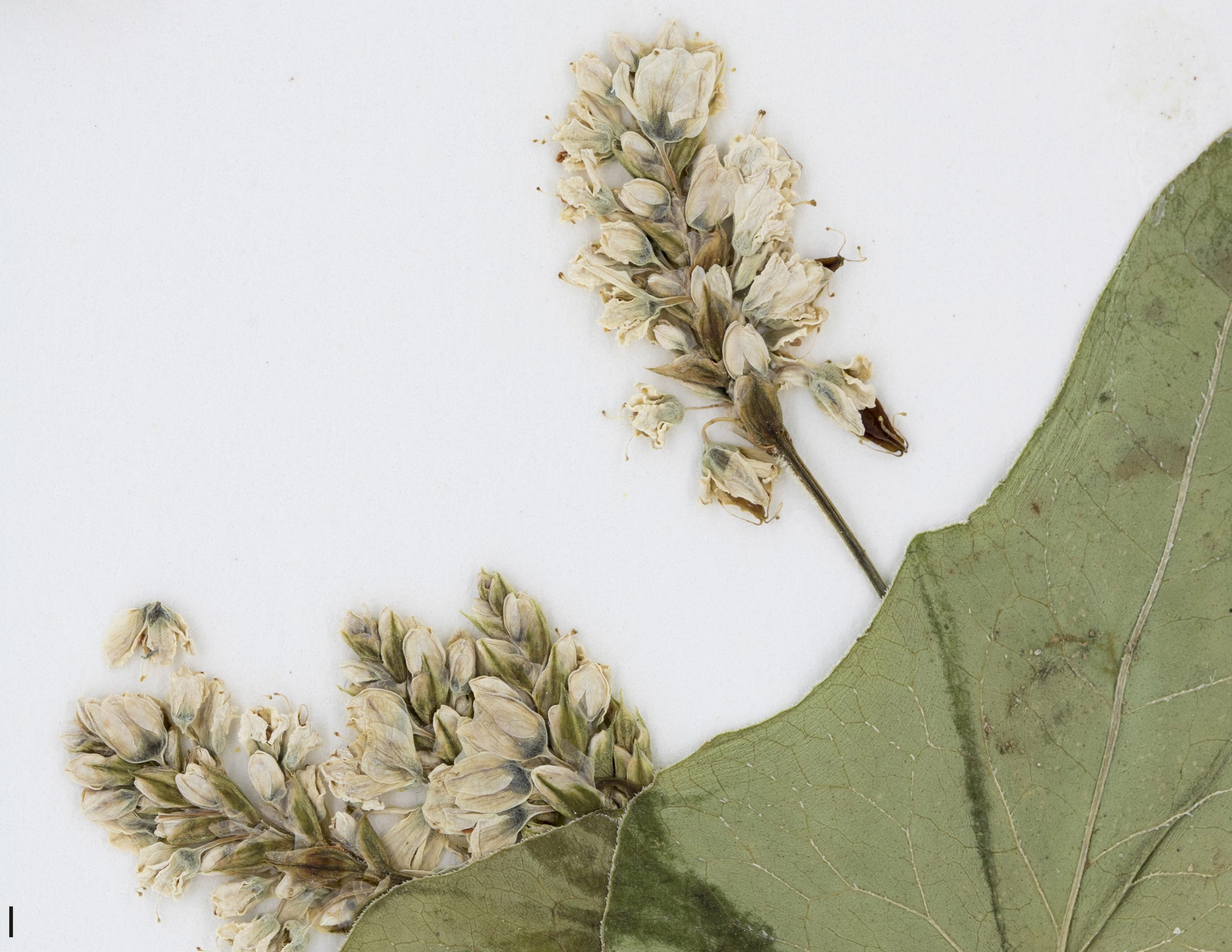 Fleurs à 5 tépales blancs, réunies en grappe