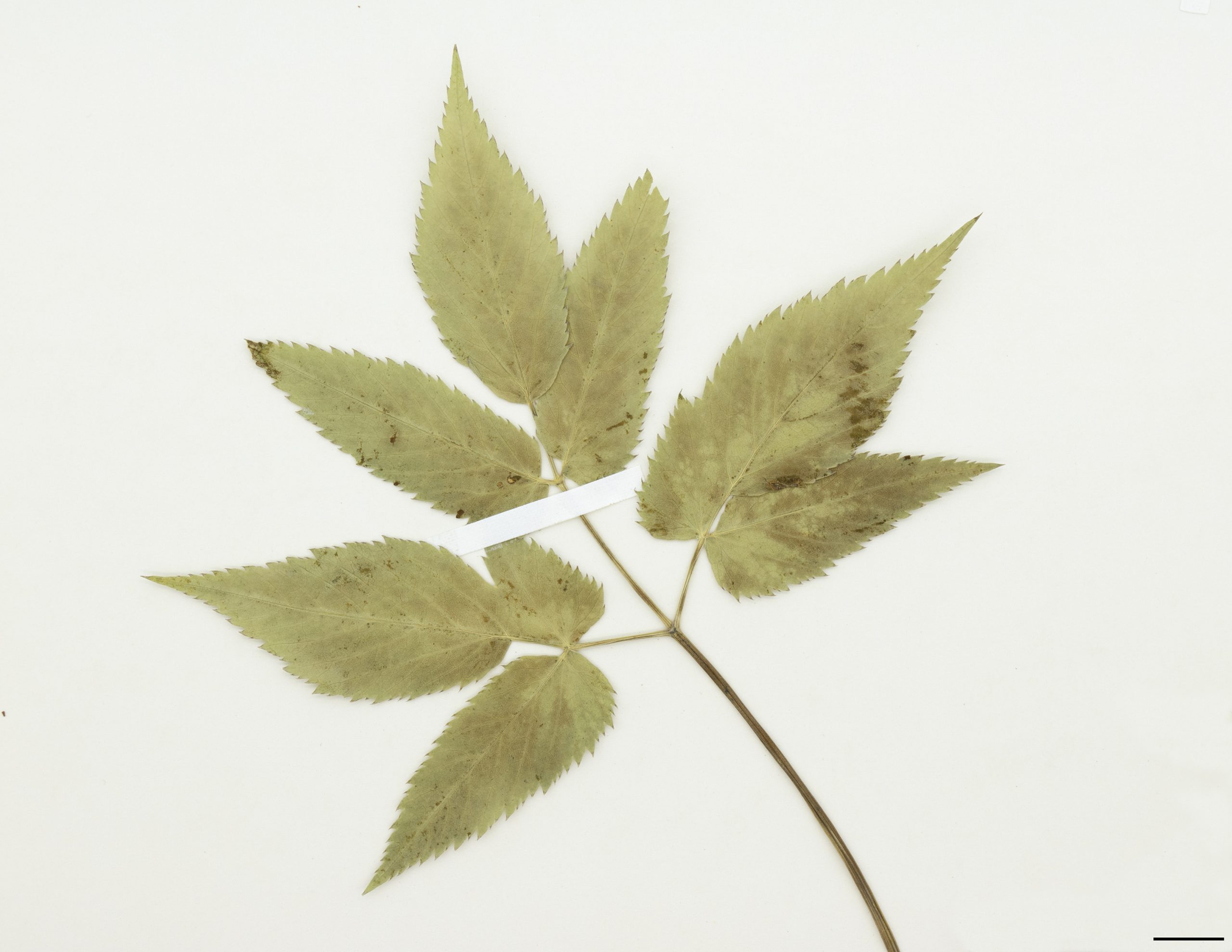 Feuille composée de folioles, verte