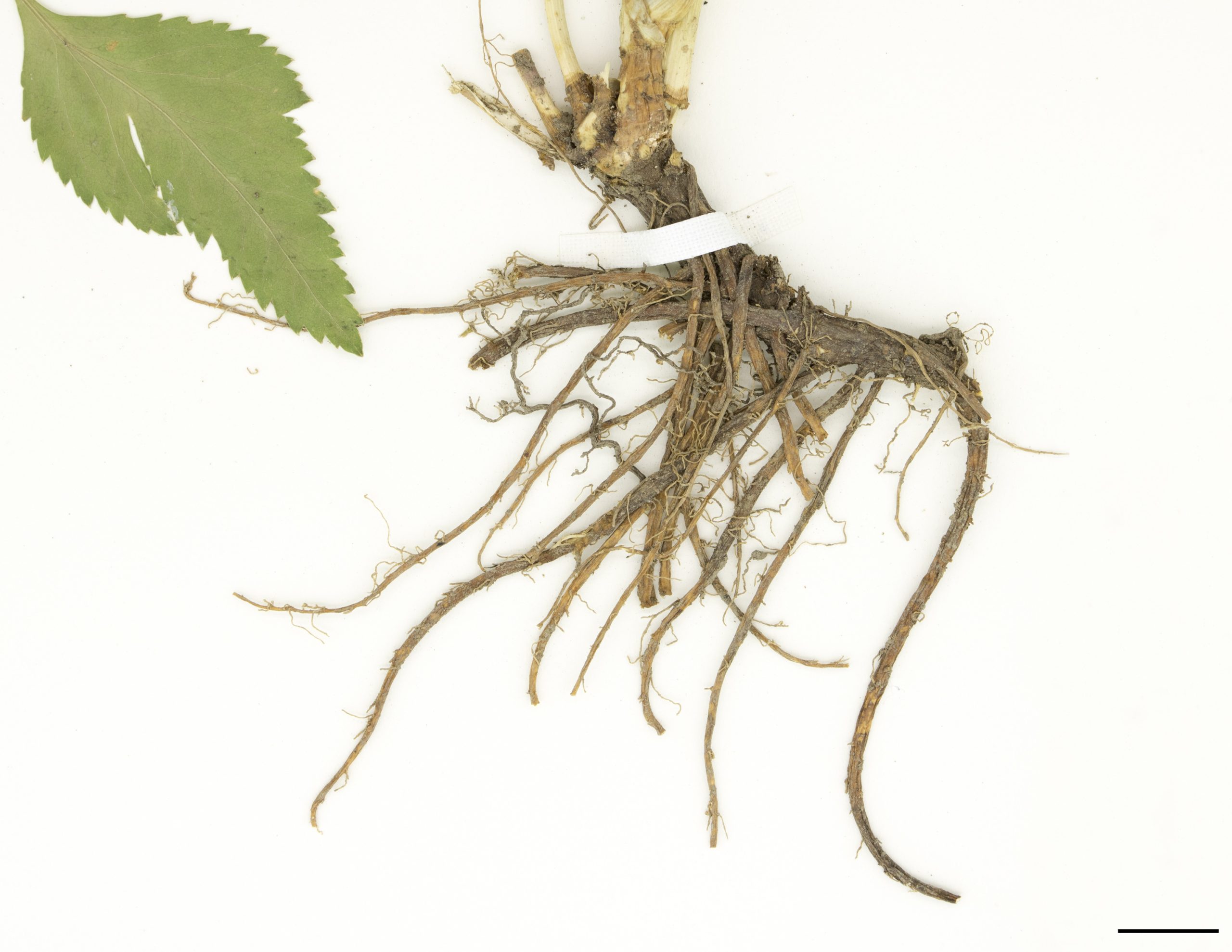 Système racinaire comprenant des rhizomes