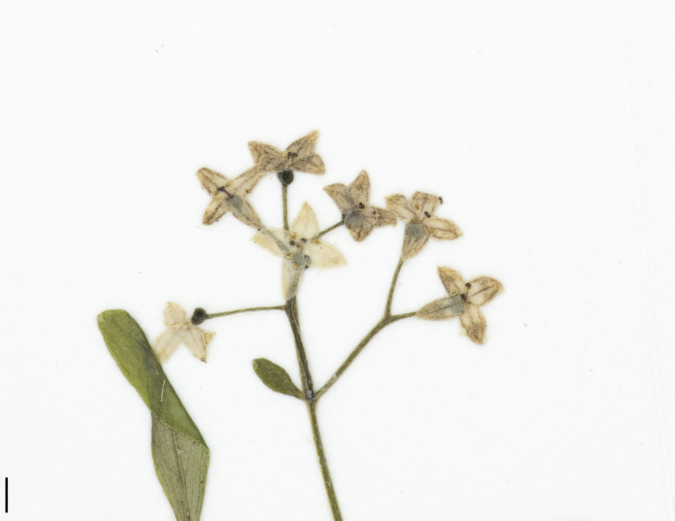 Fleurs blanches