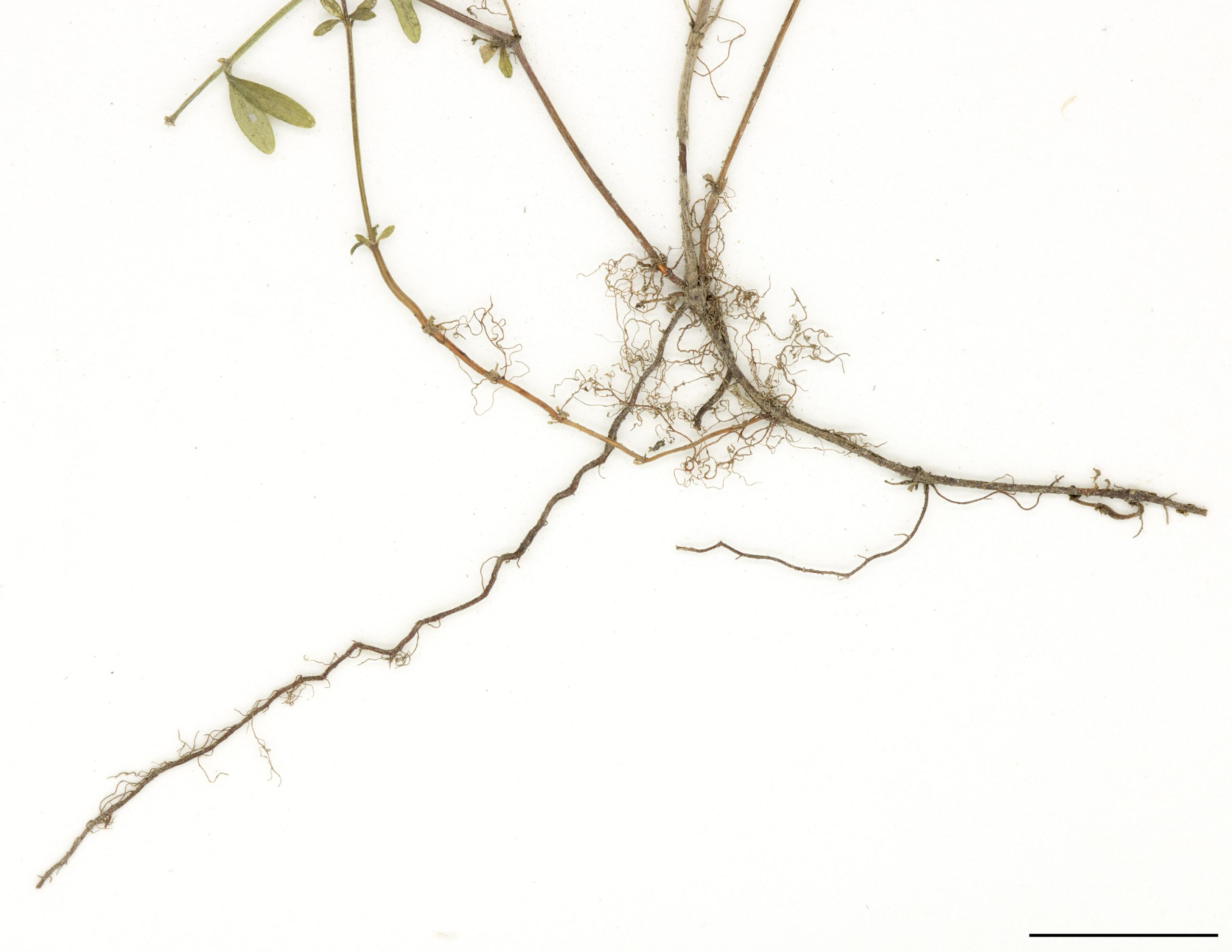 Rhizomes peu profonds