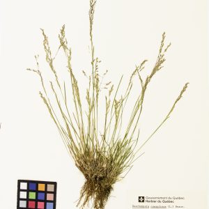 Deschampsie cespiteuse