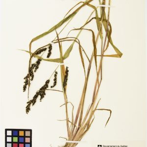Échinochloa de l'Ouest