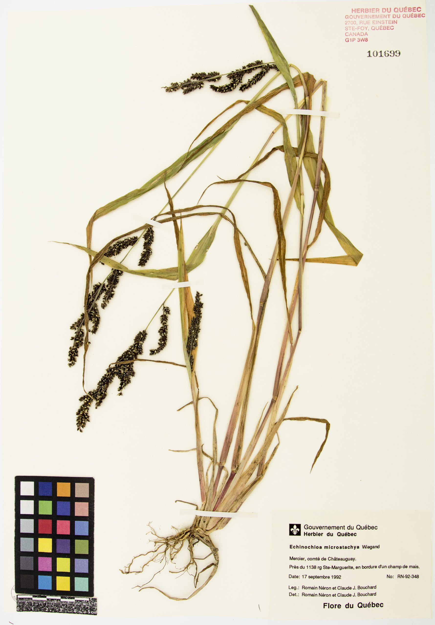 Échinochloa de l'Ouest