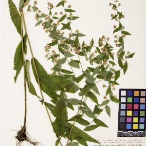 Aster latériflore