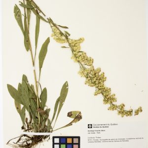Verge d'or hispide