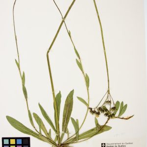 Épervière à fleurs nombreuses