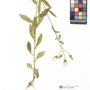 Érechtite à feuilles d’épervière