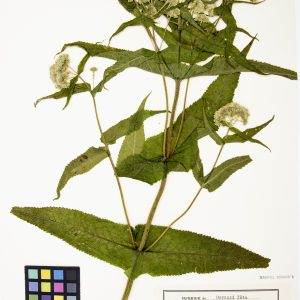 Eupatoire perfoliée