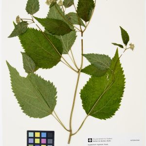 Eupatoire rugueuse