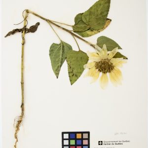 Tournesol