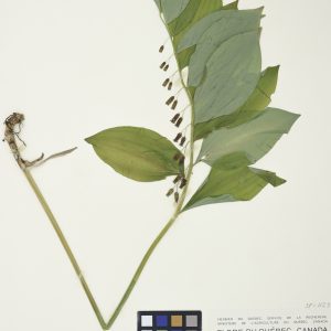 Sceau-de-Salomon pubescent