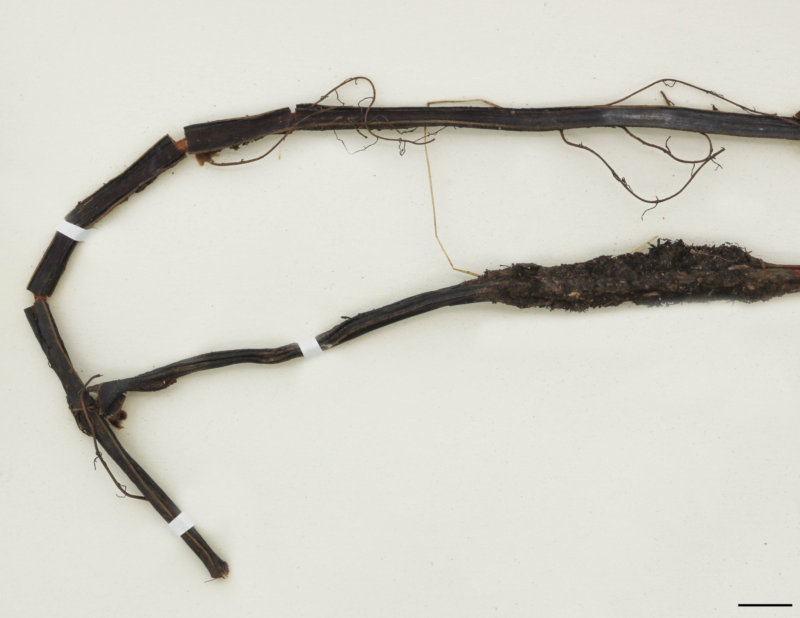 Rhizome ligneux, horizontal, brun très foncé à noirâtre, non écailleux.