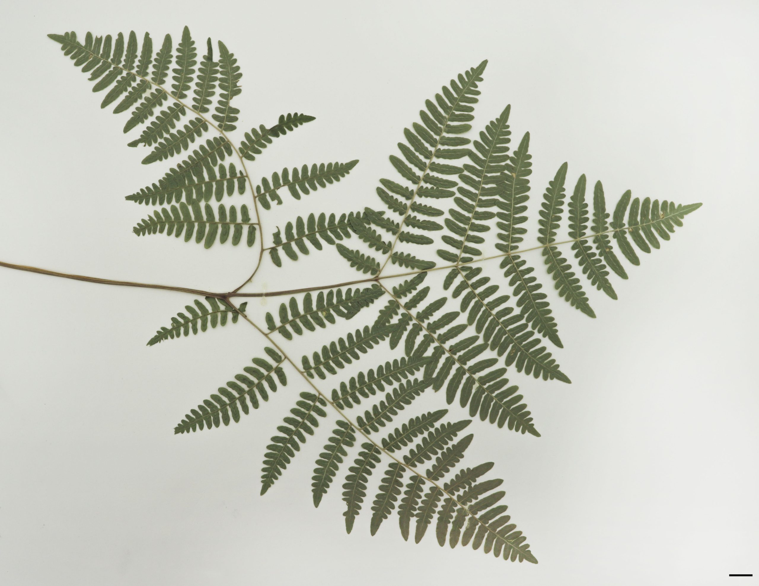 Fronde triangulaire, très grande, ternée, vert foncé à vert-bleuâtre, coriace, portée par un stipe robuste long de 30 à 100 cm.