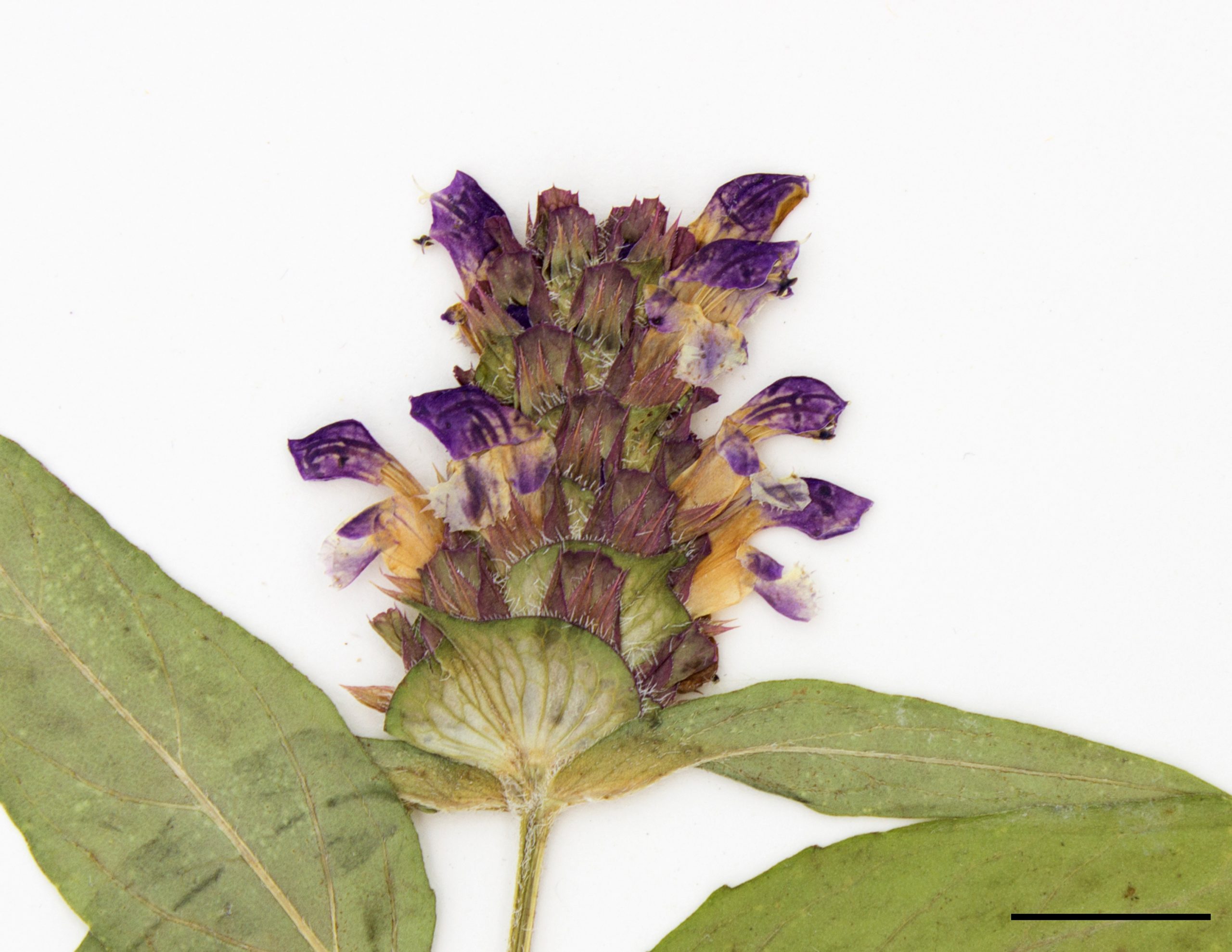 Fleurs labiées bleues-violettes, groupées en un glomérule de 4 à 8 cm.