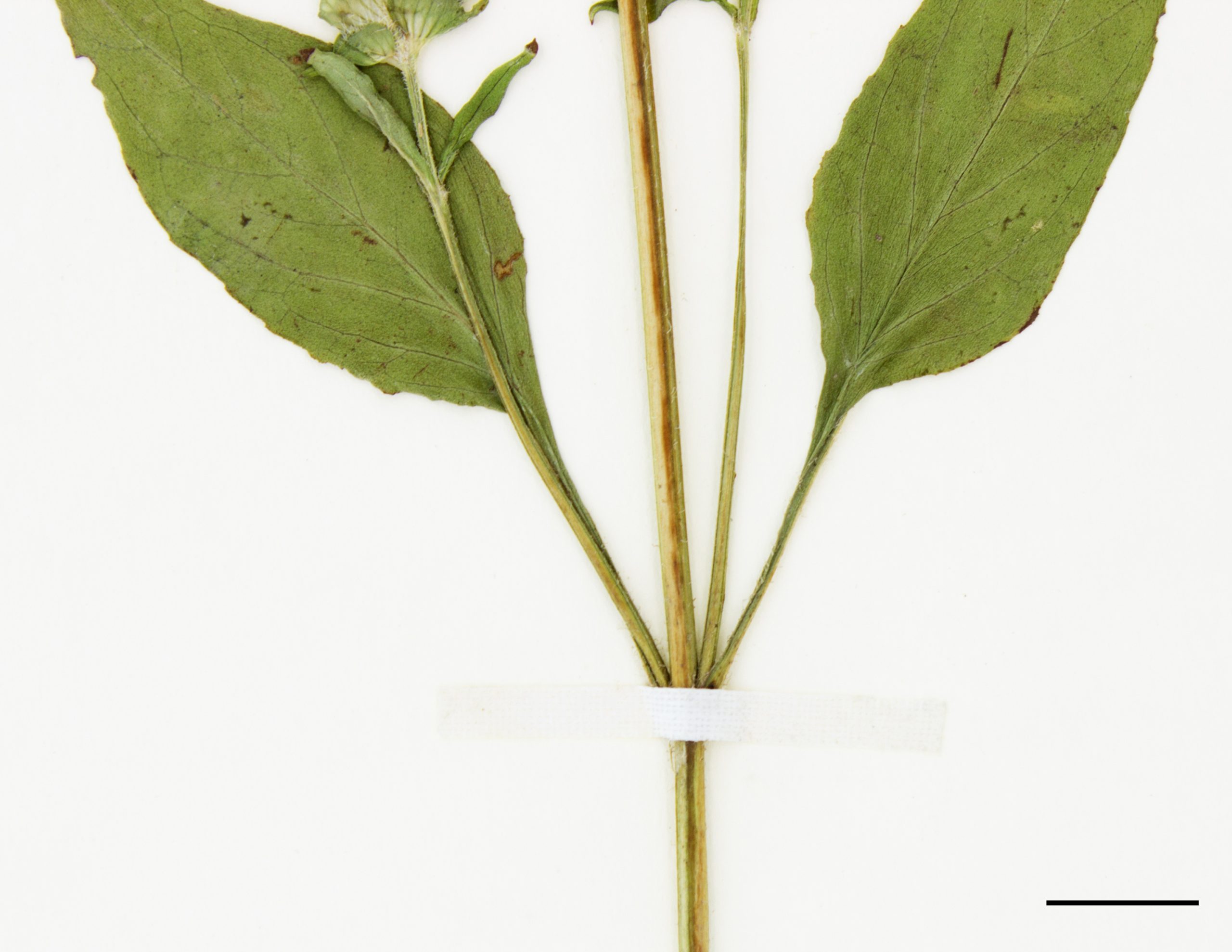 Tige carrée et feuilles opposées.