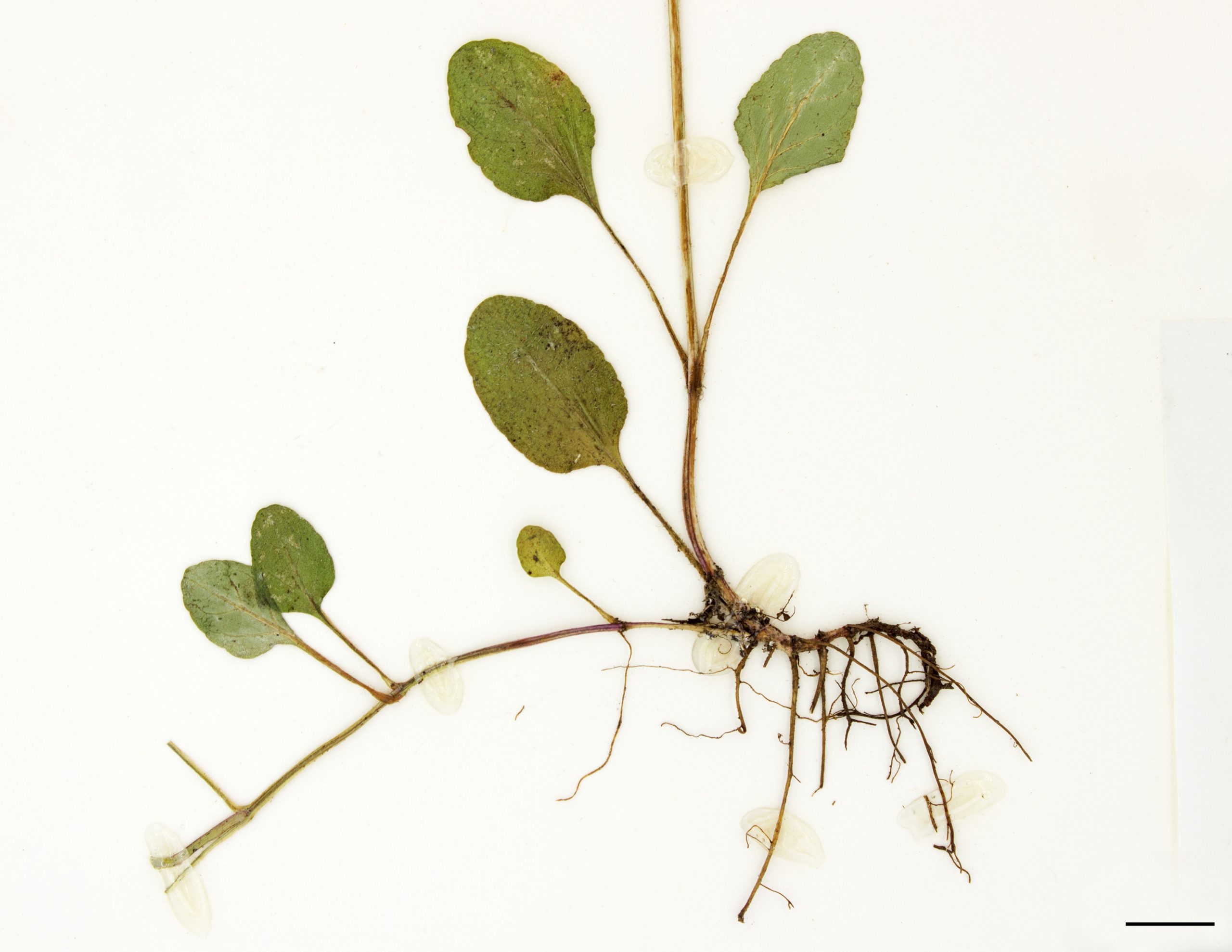 Plante produisant des stolons.